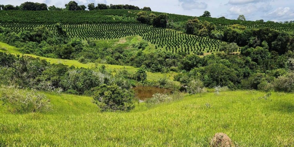 Fazenda - Venda - Zona Rural - Campanha - MG